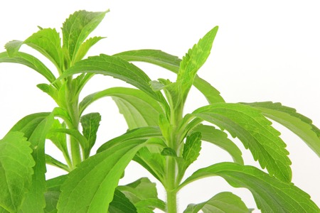 Sweetleaf  Stevia rebaudiana  isolated in front of white backgroundの写真素材