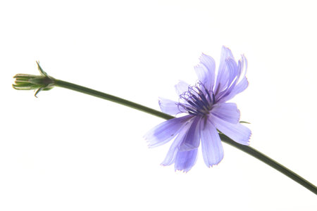 Common chicory or wild chicory  Cichorium intybus , flowering plant isolated in front of white backgroundの写真素材