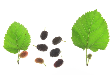 Leaves of black mulberry   Morus nigra   with unripe and ripe fruitsの写真素材