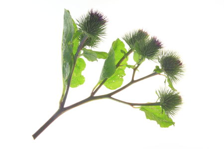Inflorescence of burdock  Arctium lappa  isolated against white backgroundの写真素材