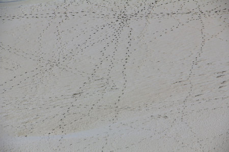 footprints at low tide in the mudflats