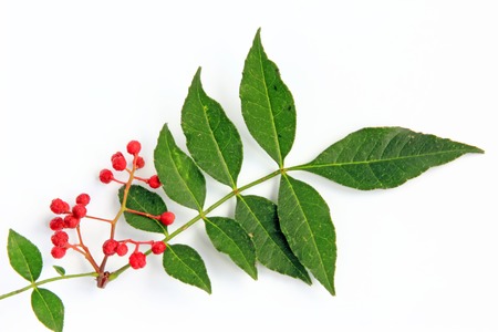 Szechuan pepper (Zanthoxylum piperitum), fruits isolated against white backgroundの写真素材