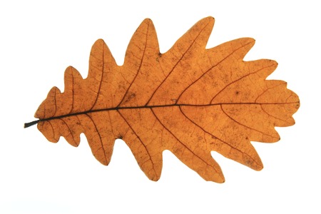 Hungarian oak (Quercus frainetto) - leaf in autumn colors isolated against white backgroundの写真素材