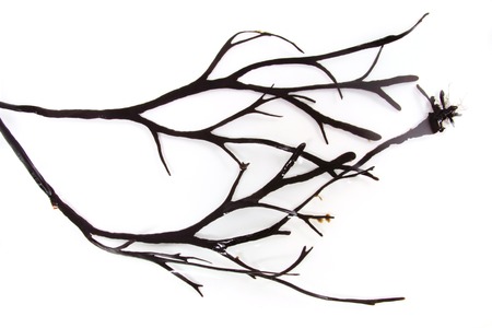 Algae, Baltic Sea near R?gen, Germanyの写真素材