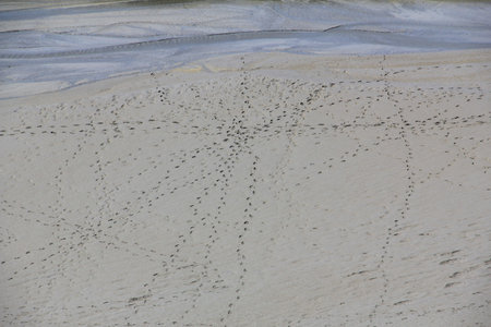 Traces in the Wadden at low tide at Mont Saint Michel, Normandy, France