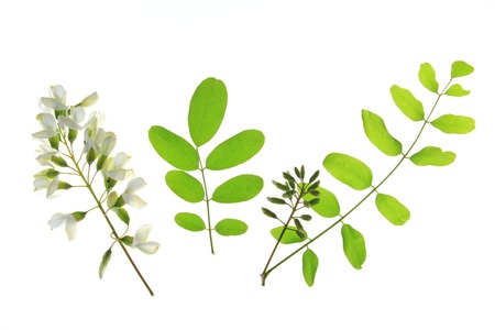 Flower, leaves of the Black Locust, in Europe also called False Acacia (Robinia pseudoacacia)の写真素材