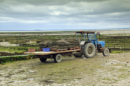 Oyster farming at Cancale in the bay of Mont-Saint-Michel, the English Channel, Ille-et-Vilaine, Brittany, France, at low tideの写真素材
