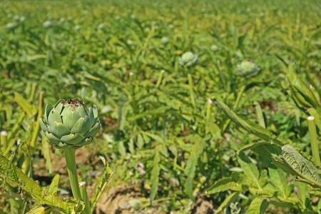 Field with artichokes Cynara cardunculus, Cynara scolymus in the north of Brittany, Finistre, Franceの写真素材