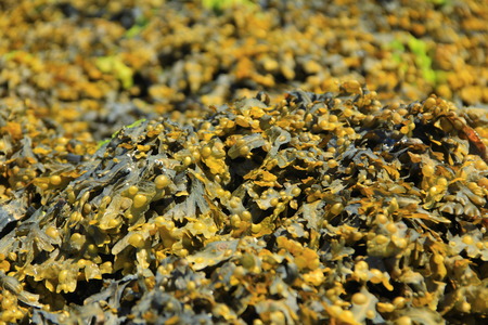 bladder wrack Fucus vesiculosus at low tide, brown seaweed from the Atlantic, Brittany, Franceの写真素材