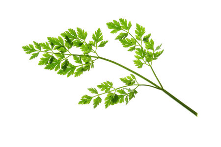 Flat-leaved Parsley Petroselinum crispum - single leaf isolated against white background