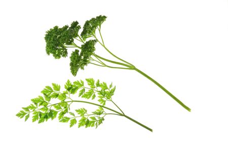 Flat-leaved and curly Parsley Petroselinum crispum - leaves isolated against white backgroundの写真素材