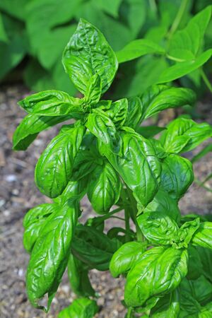 Basil (Ocimum basilicum) in the garden patchの写真素材