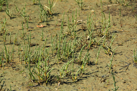 Salicornia (Salicornia europaea), Brittany, France