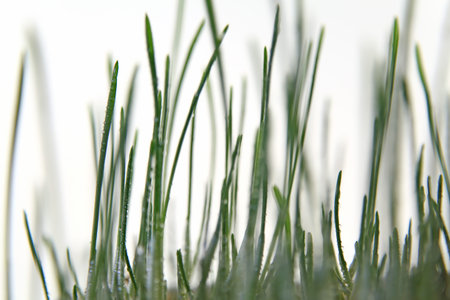 Seedlings of barley somedays after sowing, isolated against white backgroundの写真素材