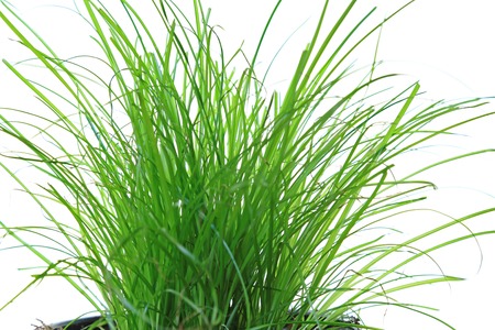 fresh green grass isolated against white backgroundの写真素材