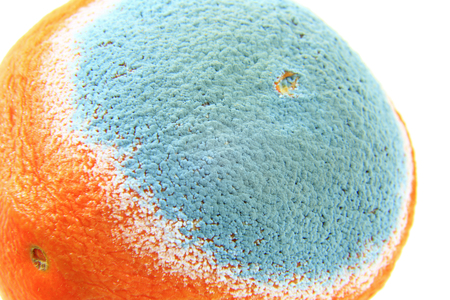 Mold on an orange, isolated against white backgroundの写真素材