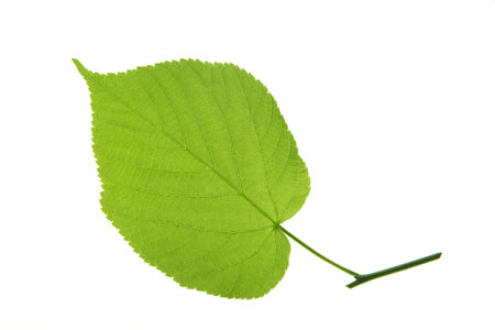 One single leaf isolated against white background (Tilia)の写真素材