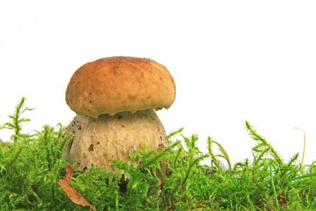 Cep in moss (Boletus edulis) - studio shotの写真素材