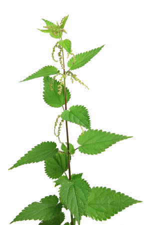 Stinging nettle (Urtica dioica) flowering plant isolated against white backgroundの写真素材