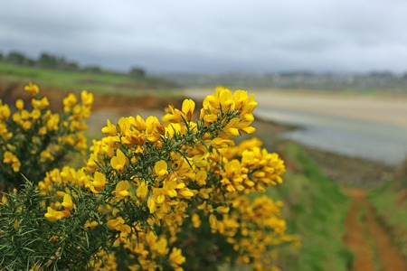 flowering common gorse (Ulex europaeus) in Brittany, Franceの写真素材