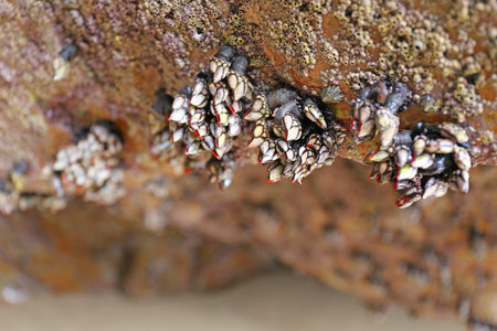 Goose barnacles (Pedunculata) in a sea grotto at the Atlantic coast