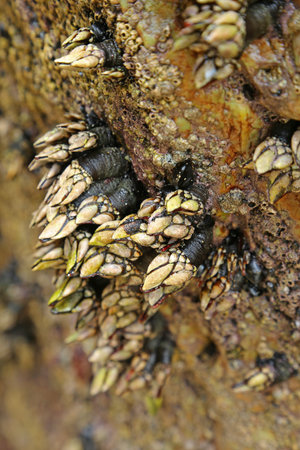 Goose barnacles (Pedunculata) in a sea grotto at the Atlantic coast of Brittany, France, at low tide