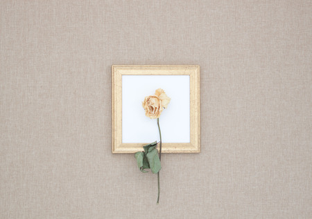 Yellow dried rose on the frame. Gray background, bagging. Flat lay minimal concept. Top view.の写真素材