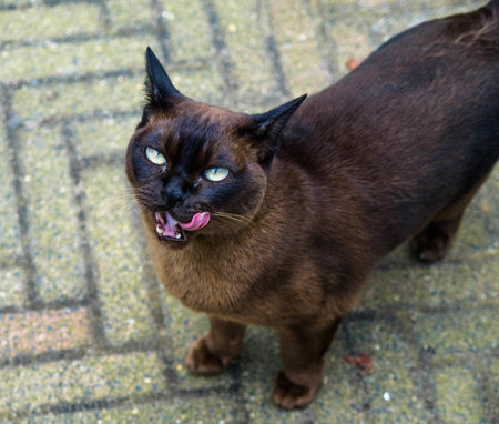 lovely catの写真素材