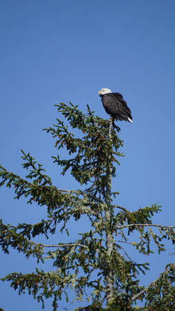 Bald eagle on a top of a tree looking for a foodの写真素材