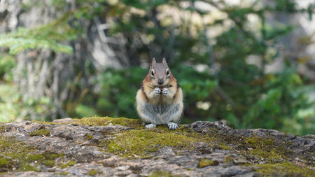 Cute curious squirrel on natureの写真素材