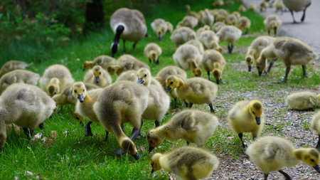 Canadian Goose on a Calgary park with their baby goslingsの写真素材