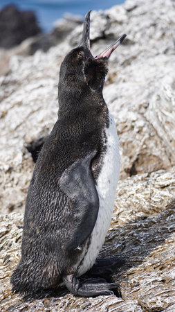 A Penguin from Galapagos Islands taking sunbath on a rockの写真素材