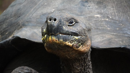Beautiful wild male Galapagos giant tortoise on Santa Cruz Islandの写真素材