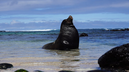 Sea lion in Galapagos Islands living their best life everの写真素材
