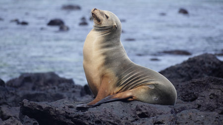 Sea lion in Galapagos Islands living their best life everの写真素材