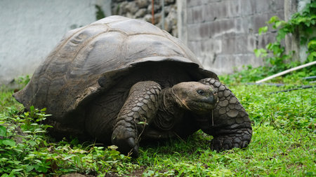 Beautiful wild male Galapagos giant tortoise on Santa Cruz Island