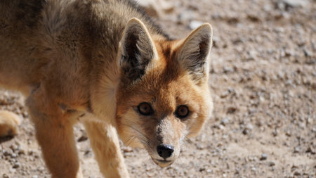 Andean Fox in a remote area in the Bolivian Andes