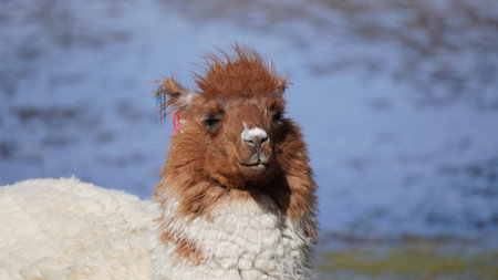 Alpaca from Bolivia close up with fluffy fur deep sight