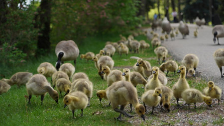 Canadian Goose on a Calgary park with their baby goslingsの写真素材