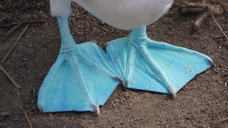 Blue Footed Boobies - Galapagos Islands - Ecuador - South Americaの写真素材