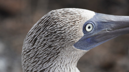 Blue Footed Boobies - Galapagos Islands - Ecuador - South Americaの写真素材