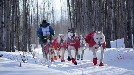 Dogs at Yukon Quest 2024 in Whitehorse with a frozen landscapesのeditorial素材