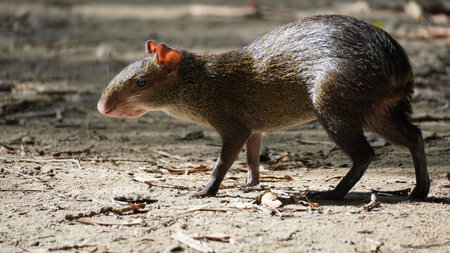 One mammal in national park of Tayronaの写真素材