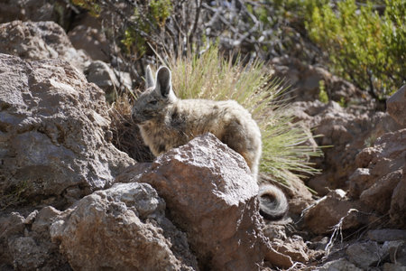 Southern viscacha (Lagidium viscacia), a rabbit-like rodent found in mountainous habitat