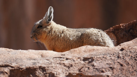 Southern viscacha (Lagidium viscacia), a rabbit-like rodent found in mountainous habitat