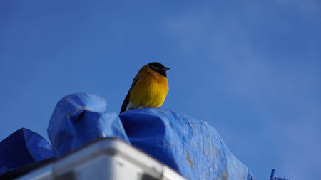 Bird in the Salar de Uyuni at daytime in the dry season