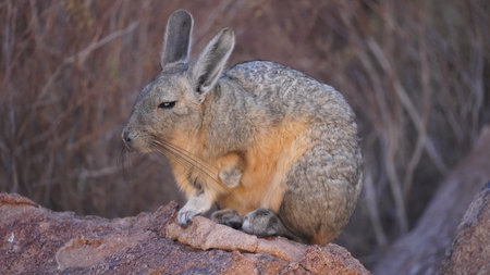 Southern viscacha (Lagidium viscacia), a rabbit-like rodent found in mountainous habitat