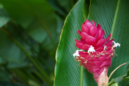 Flowers in different forms, colors, shapes, size located around the worldの写真素材