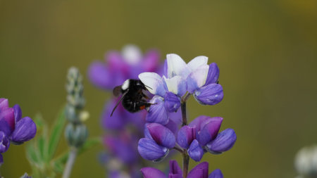 Flowers in different forms, colors, shapes, size located around the world