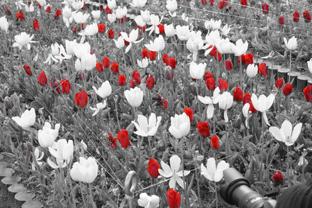 Flowers in different forms, colors, shapes, size located around the worldの写真素材